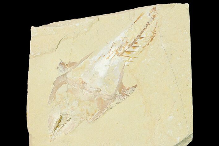 Bargain, Cretaceous Crusher Fish (Coccodus) - Hjoula, Lebanon #147143